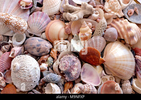 Seashells Collection Stockfoto