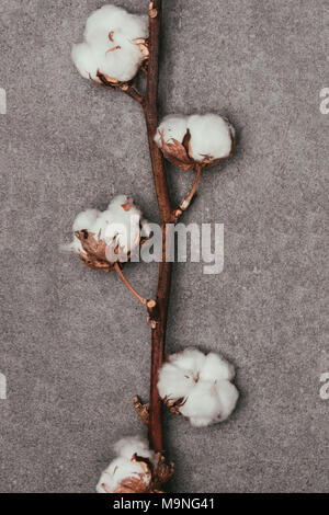 Nahaufnahme Blick auf Baumwolle Blumen auf Zweig auf graue Oberfläche Stockfoto