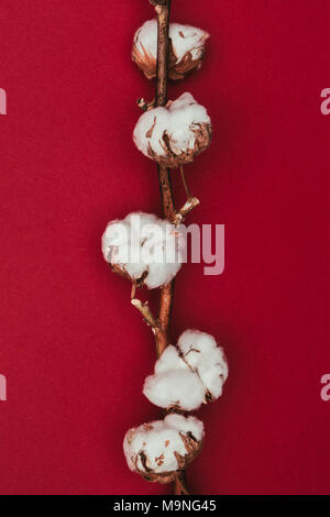 Nahaufnahme Blick auf Baumwolle Blumen auf Zweig, Rot, isoliert Stockfoto