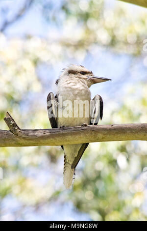 Laughing Kookaburra stehend auf dem Zweig. In Australien. Stockfoto