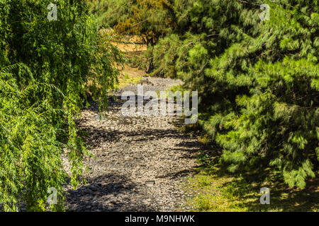 Blick auf den Hunter River, Upper Hunter, NSW, Australien, als von Glocken Brücke, im Februar 2018, während der Zeit der Dürre. Stockfoto