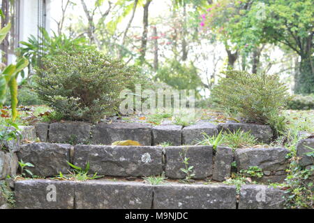 Steinstufen im Garten Stockfoto