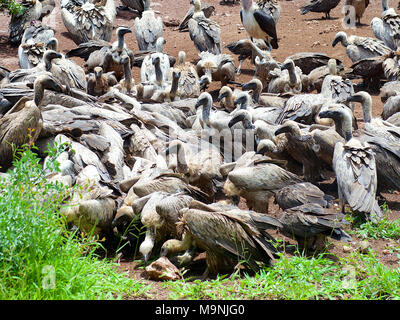 Weiß, mit Kapuze, Lappet konfrontiert, Cape, White-Backed Geier und Marabou Störche kreis- und Futtermittel auf der Karkasse in Simbabwe Nationalpark Stockfoto