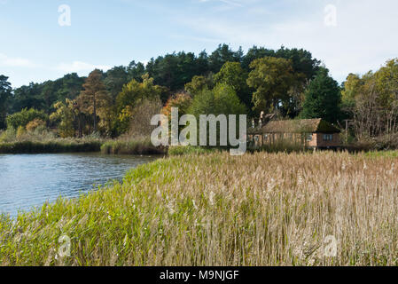 Blick über die Gräser und Bäume onone Seite des National Trusts Frensham kleinen Teich in den Surrey Hills AONB, England, UK. Stockfoto