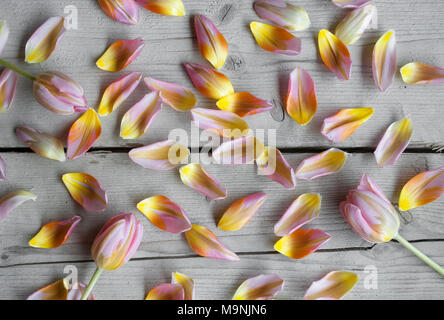 Farbenfrohe Frühling Blick von oben auf die holländischen Tulpen und Blütenblätter auf vintage Holz- Hintergrund Stockfoto