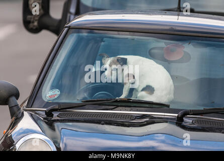 Kleiner Hund links in einem Auto während Eigentümer von Geschäften in Großbritannien geht. Stockfoto