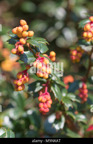 Darwins Berberitze (Berberis darwinii Bush plant), Blätter und orange rote Beeren im Frühjahr in West Sussex, England, UK. Closeup Portrait. Stockfoto