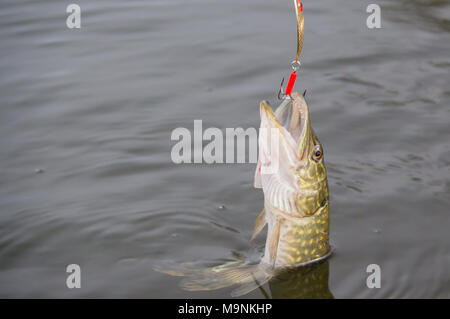 Süßwasser Hecht Fische kennen als Esox lucius. Stockfoto