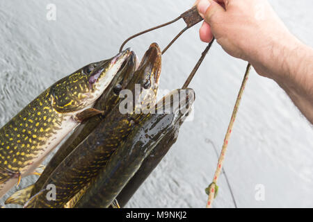 Süßwasser Hecht Fische kennen als Esox lucius. Stockfoto