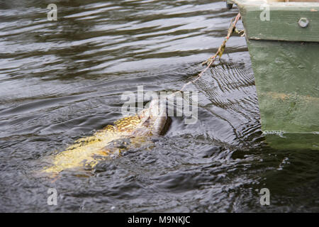 Süßwasser Hecht Fische kennen als Esox lucius. Stockfoto