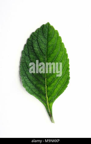 Boldo Blätter: grüne Pflanze namens Boldo da Terra. Anlage zum Tee- und Arzneimitteln zu machen. Pflanze isoliert auf Weiss. Stockfoto