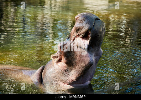 Lu die Hippopatamus in Homosassa Springs Wildlife Park Stockfoto