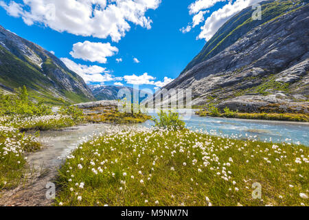 Baumwolle Gras auf dem See Der nigardsbreen Gletscher, Norwegen, bergsee Nigardsbreenvatnet, Jostedalen, Jostedalsbreen Nationalpark Stockfoto