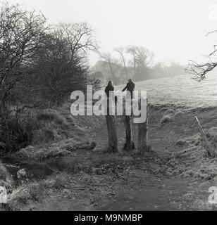 1960, historische, zwei Damen zu Fuß einen Hund auf einem gut ausgetretenen Pfad des ländlichen Raums auf dem Land auf einem nebligen Morgen, England, UK. Stockfoto