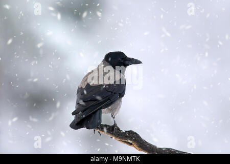 Nebelkrähe (Corvus cornix/Hoodie) auf Zweig im Winter bei Schneefall gehockt Stockfoto