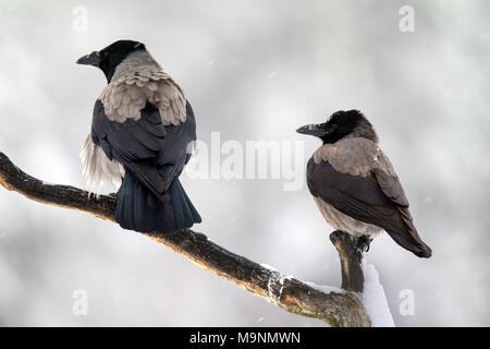 Zwei hooded Crows/Hoodies (Corvus cornix) auf Zweig im Winter bei Schneefall gehockt Stockfoto