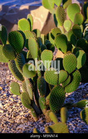 Opuntia Kakteen, auch als Bunny Ohren oder Hasenohren Cactus bekannt, glänzen im Sonnenlicht Stockfoto