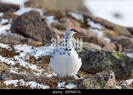 Rock Alpenschneehuhn (Lagopus muta/Lagopus mutus), männlich Nahrungssuche unter den Felsen im Winter Gefieder, Schottland, Großbritannien Stockfoto