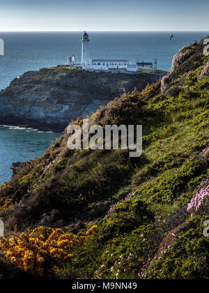 South Stack Lighthouse und Küsten Wildblumen am frühen Abend, Anglesey, North Wales, UK Stockfoto