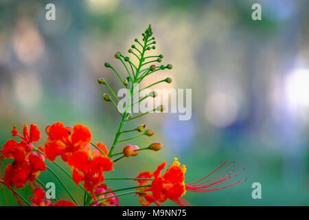 Red Bird Of Paradise, isolierte Knospen von 'Peacock Blume' aufgenommen bei Umm Al Emirat Park, Abu Dhabi, VAE Stockfoto