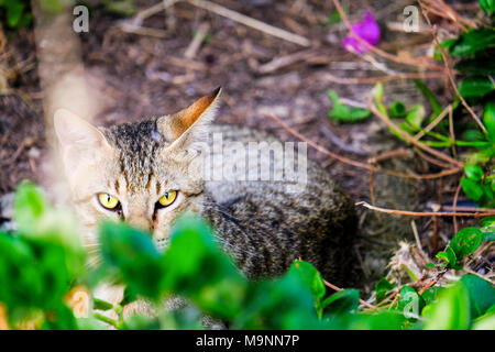 Hauskatze, Hauskatze (Felis silvestris f. catus), Starring am Photographen im Hinterhof, Abu Dhbai Stockfoto