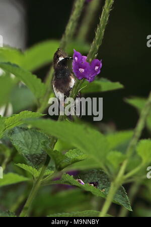 Kabel-Crested Thorntail (Discosura popelairii) erwachsenen weiblichen Fütterung im Flower Copalinga Lodge, Ecuador Februar Stockfoto