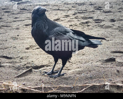 Nahaufnahme eines schwarzen Raben am Sandstrand mit Kopf, der neugierig auf den Fotografen blickt Stockfoto
