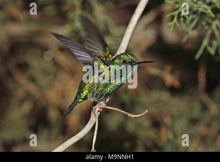 Western Emerald (Chlorostilbon melanorhynchus) erwachsenen männlichen thront Flügel - schlagen Quito, Ecuador Februar Stockfoto