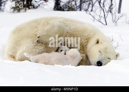 Polar Bear Cub Peek a Boo Stockfoto