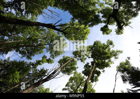 Das Vordach von hohen Bäumen framing ein strahlend blauer Himmel, die Sonne scheint durch im Sommer Stockfoto