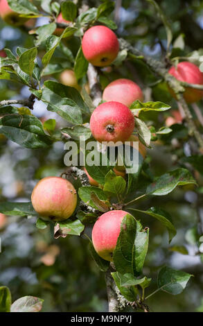 Malus "Marschall Oyama" Früchte auf dem Baum. Stockfoto