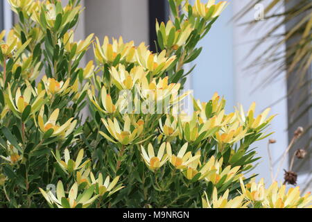 Leucadendron Gandogeri Proteas oder bekannt als breites Blatt Kegel Bush Blüten Stockfoto