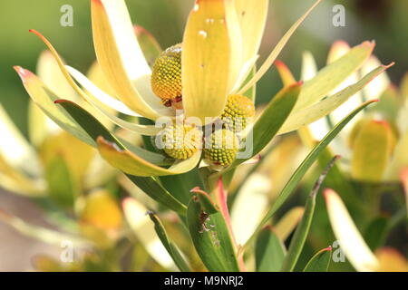 Leucadendron Gandogeri Proteas oder bekannt als breites Blatt Kegel Bush Blüten Stockfoto