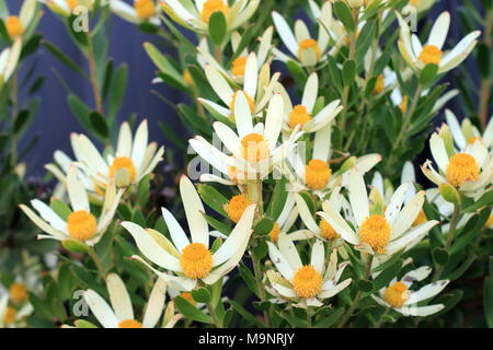 Leucadendron Gandogeri Proteas oder bekannt als breites Blatt Kegel Bush Blüten Stockfoto