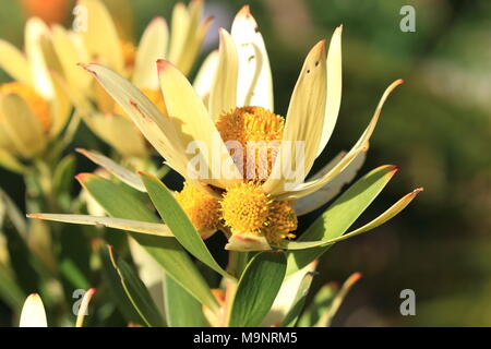 Leucadendron Gandogeri Proteas oder bekannt als breites Blatt Kegel Bush Blüten Stockfoto