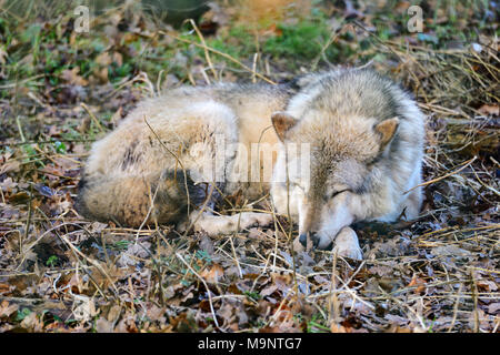 Schlafen Europäischen grauen Wolf oder Timber Wolf (Canis lupus) an der Schottischen Hirsch Center, Bug von Fife, Cupar, Schottland, Großbritannien Stockfoto