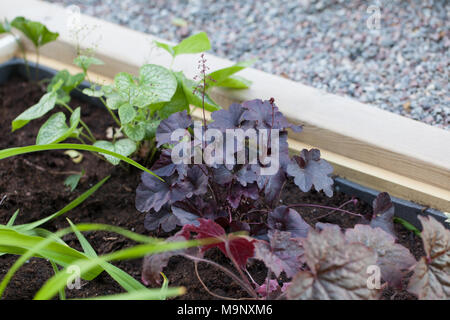 'Palace Purple' Kleine-leaved Alaun Wurzel, Småblommig alunrot (Heuchera micrantha) Stockfoto