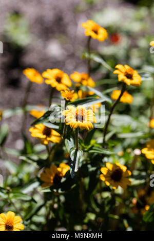 Mexikanische zinnia, Guldzinnia (Zinnia haageana) Stockfoto