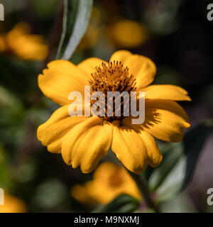 Mexikanische zinnia, Guldzinnia (Zinnia haageana) Stockfoto