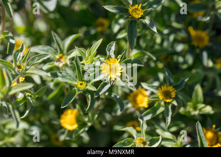 Stachelige Golden Star, Taggkrage (Pallenis spinosa) Stockfoto