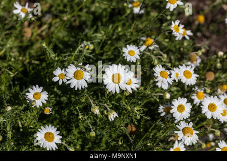 Römische Kamille (Chamaemelum nobile Romersk kamomill) Stockfoto