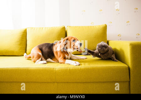 Hund Katze vs. Stockfoto
