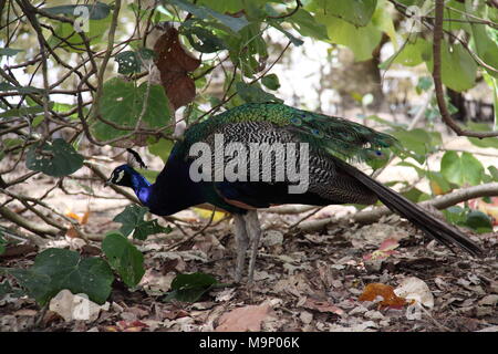 Indische Pfau (Pavo cristatus) Nahrungssuche im Unterholz Stockfoto