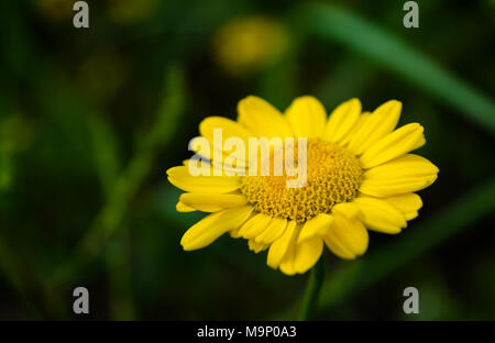 Gelbe Blumen der Farbstoff Kamille auf dunklem Hintergrund Stockfoto