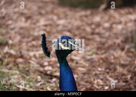 Indische Pfau (Pavo cristatus) Stockfoto