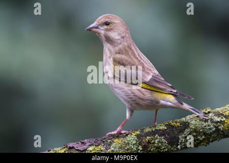 Europäische grünfink (Carduelis chloris), weibliche, sitzen auf den Zweig, Emsland, Niedersachsen, Deutschland Stockfoto