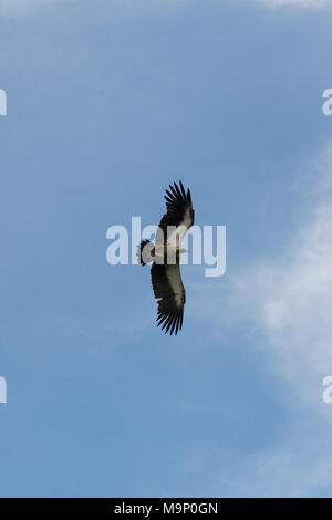 Weiß, mit Kapuze, Lappet konfrontiert, Cape, White-Backed Geier und Marabou Störche kreis- und Futtermittel auf der Karkasse in Simbabwe Nationalpark Stockfoto