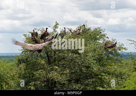 Weiß, mit Kapuze, Lappet konfrontiert, Cape, White-Backed Geier und Marabou Störche kreis- und Futtermittel auf der Karkasse in Simbabwe Nationalpark Stockfoto