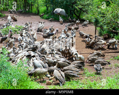 Weiß, mit Kapuze, Lappet konfrontiert, Cape, White-Backed Geier und Marabou Störche kreis- und Futtermittel auf der Karkasse in Simbabwe Nationalpark Stockfoto