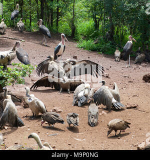 Weiß, mit Kapuze, Lappet konfrontiert, Cape, White-Backed Geier und Marabou Störche kreis- und Futtermittel auf der Karkasse in Simbabwe Nationalpark Stockfoto